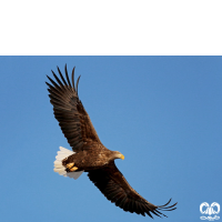 گونه عقاب دریایی دم سفید White tailed Eagle